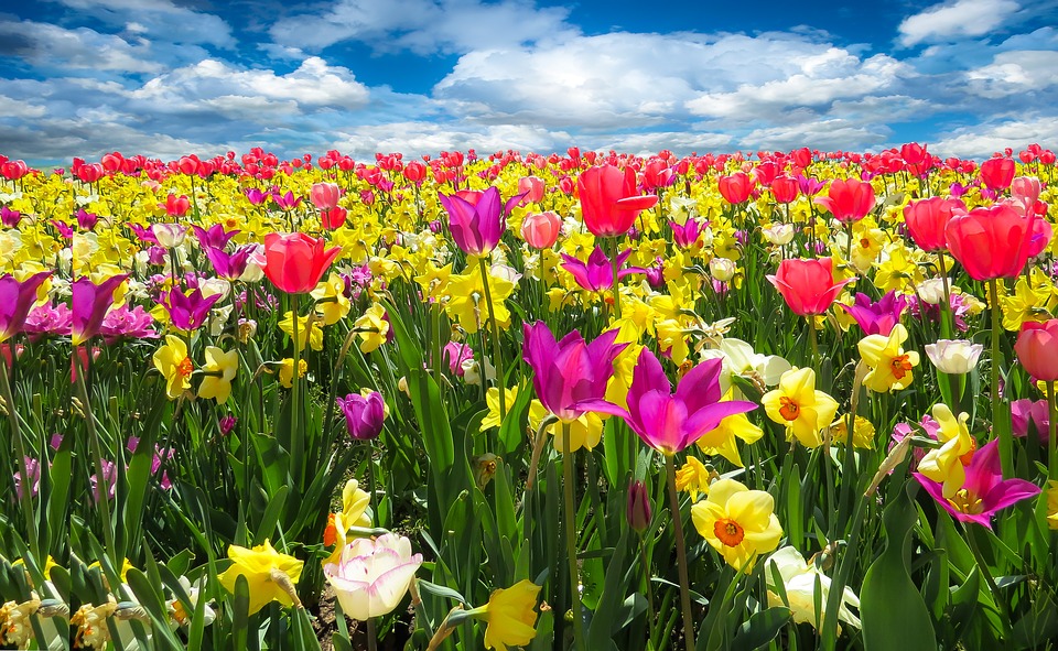¿Qué nos deparará el mes de mayo? Despidiendo la primavera climatológica ¿Qué nos deparará el mes de mayo? Despidiendo la primavera climatológica